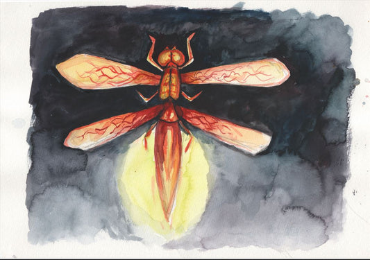 Emberwing Dragonfly